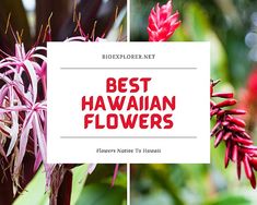 flowers with the words best hawaiian flowers in red and white overlaying it's image