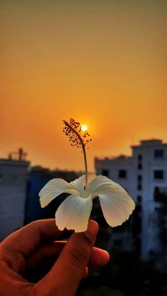 a hand holding a flower with the sun setting in the background