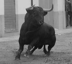 a bull with large horns standing in the dirt