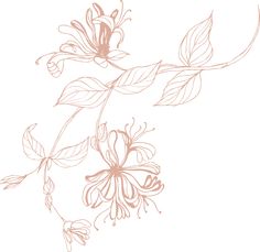 a drawing of some flowers on a white background with brown lines in the shape of leaves