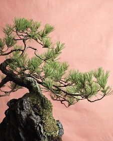 a bonsai tree on top of a rock in front of a pink wall,