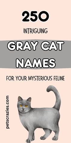 the gray cat names for your mysterious feline