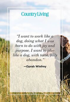 a dog sitting in tall grass with a quote about country living