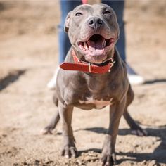 a dog is standing in the dirt with its mouth open and it's tongue out