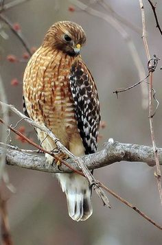 a brown and white bird sitting on top of a tree branch