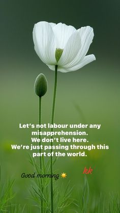 a white flower sitting on top of a lush green field with a quote written below it