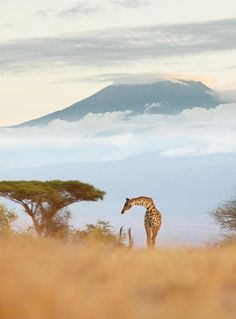 a giraffe standing in the middle of a field with mountains in the background