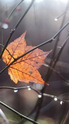 a leaf that is sitting on a tree branch