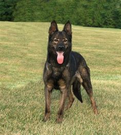 a black and brown dog standing on top of a grass covered field with trees in the background