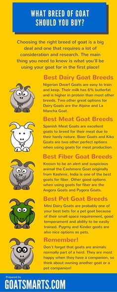 an info sheet describing the different breeds of goats and how they are used to eat them