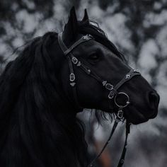 a black horse wearing a bridle on its head