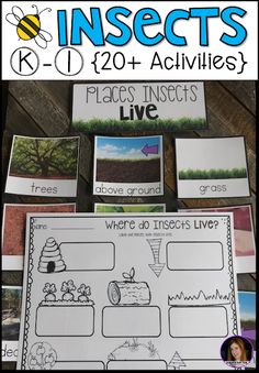 insect life cycle worksheet with pictures and text on the page to help students learn how