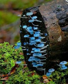 blue moss growing on the side of a log in an area that looks like it has been