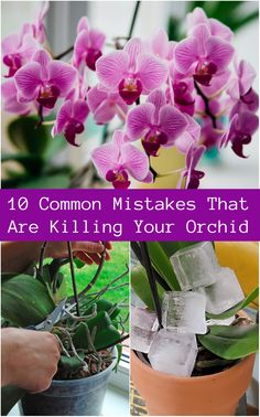 purple orchids with ice cubes in them and the words 10 common mistakes that are killing your orchid