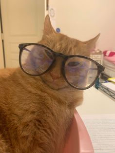 a cat wearing glasses sitting on top of a pink bowl