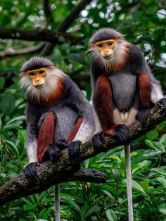 two monkeys sitting on top of a tree branch