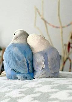 two blue and white birds sitting on top of a bed next to eachother