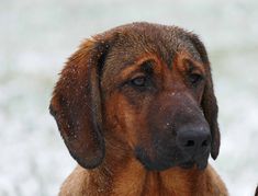 a brown dog standing in the snow with it's head turned to the side