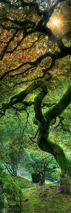 the sun shines through the branches of an old, mossy tree in a forest