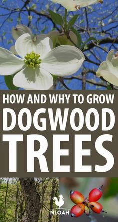 how and why to grow dogwood trees