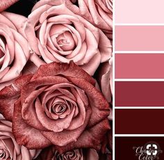 red and pink roses are arranged in a color palette