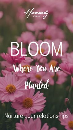 Nurture Your Relationships, Bloom Where You're planted spring collection, pink flowers in the backgorund Seeds Of Love, Spring Gift Ideas