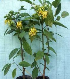 two potted plants with yellow flowers in front of a blue wall