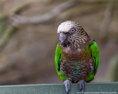 a colorful bird perched on top of a metal rail