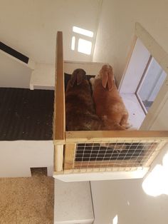 two dogs are sitting on the stairs looking at their own reflection in a mirror that is hanging above them