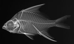 a fish skeleton is shown in black and white with light coming from it's side