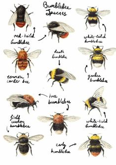 the different types of bees and how they are used to tell them's names