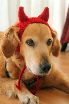 a brown dog wearing a red knit devil hat on top of a hard wood floor