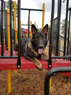 a dog laying on top of a red playground structure with yellow and black railings