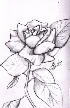 a pencil drawing of a rose with leaves