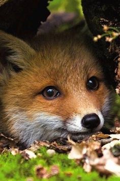 a close up of a small fox laying on the ground near a tree trunk with its eyes wide open