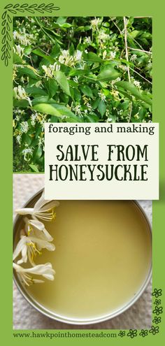 Foraging is so fun and beneficial. It is a wonder just how many weeds, flowers and herbs offer so many benefits. Honeysuckle is abundant in the late spring and early summer. It is such a delicate beautiful flower with a very wonderful fragrance.  This homemade natural honeysuckle salve recipe is so easy to make and results in a salve with many healing properties. Honeysuckle Benefits, Honeysuckle Salve Recipe, Honeysuckle Recipes, Foraged Recipes, Herbal Salve Recipes, Body Care Recipes, Herbal Remedies Recipes, Herbal Salves, Salve Recipes