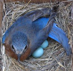 a blue bird laying on top of a nest filled with eggs