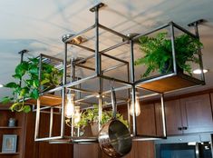 some plants are hanging from the ceiling in a kitchen