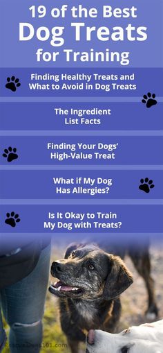 a blue poster with two dogs and their owner's feet in the grass, text reads 19 of the best dog treats for training