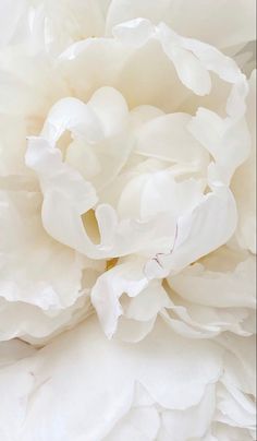 a close up view of a large white flower