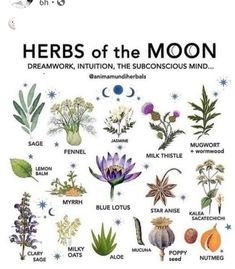 Cottage Witch, Wiccan Witch, Magical Herbs