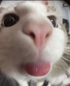 a white cat sticking its tongue out and looking at the camera with it's eyes wide open