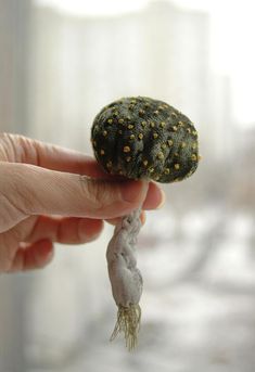 a hand holding a tiny green plant with yellow dots on it's head and tail