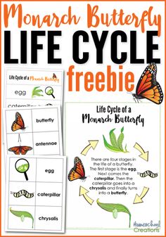 monarch butterfly life cycle worksheet for kids to help them learn how to write and draw