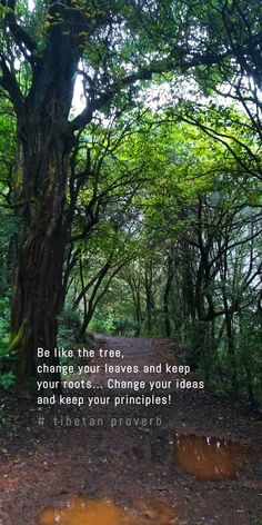 a path in the middle of a forest with trees on both sides and an inspirational quote