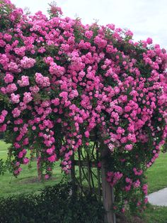 pink flowers blooming on the side of a wooden structure