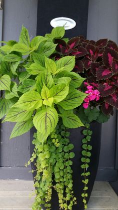 Porch Plants, Patio Flowers, Flower Pots Outdoor, Patio Plants, Front Porches