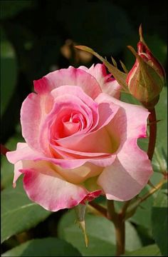 a pink rose with green leaves in the background