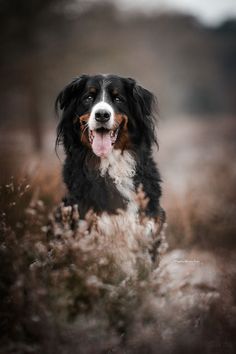 a black and white dog with its tongue out in the middle of some tall grass