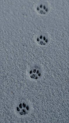 four paw prints are shown in the snow